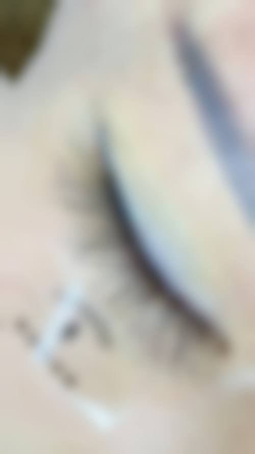 五、汪生怎么预约？