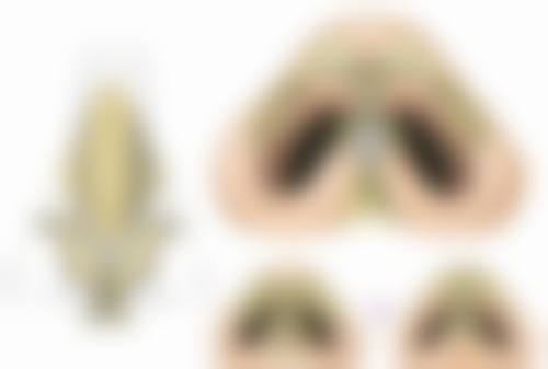 七、广州轻伊美速颜整形医院预约方式